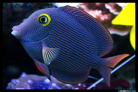 Tank sizes for tangs: Help us create a list! .